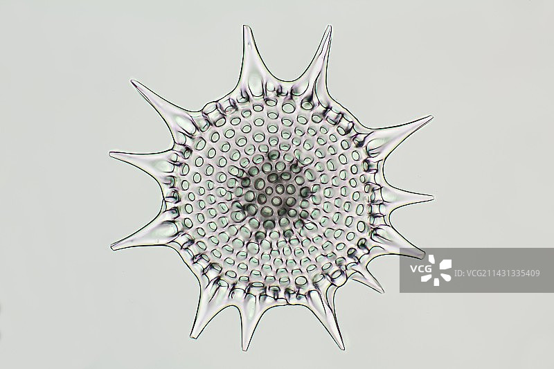放射虫的显微照片图片素材