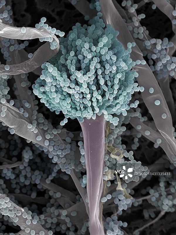 烟曲霉菌（扫描电子显微镜）图片素材