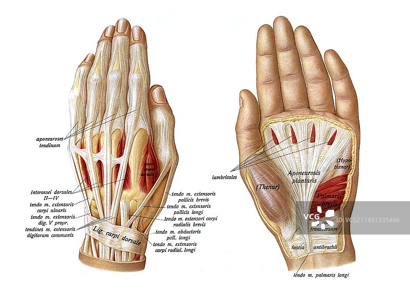 手掌和手背插画图片素材