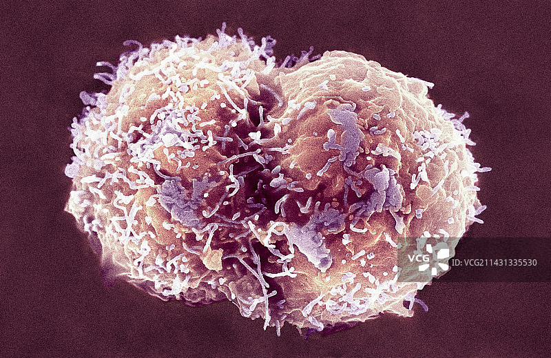 干细胞，扫描电子显微镜图片素材