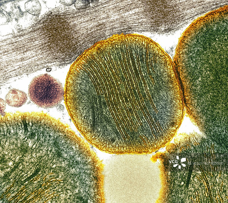 线粒体图片素材