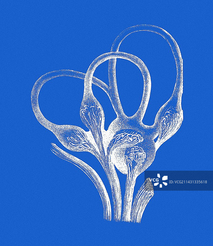 半规管图片素材