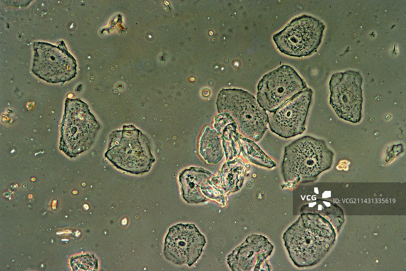 人口腔上皮细胞的LM图片素材
