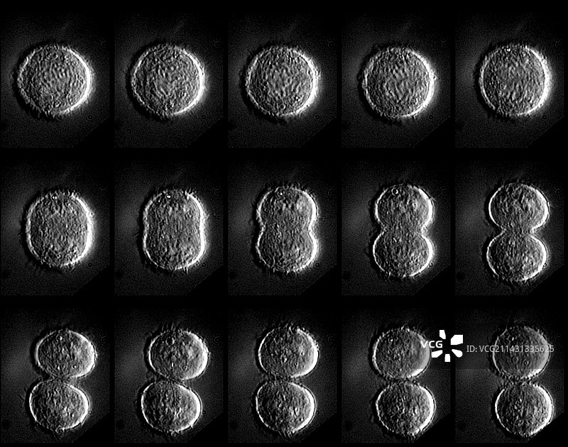 有丝分裂图片素材
