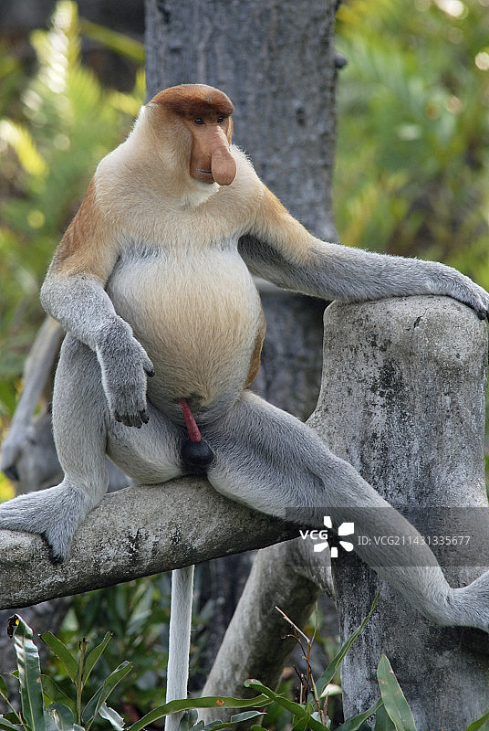 雄性长鼻猴图片素材