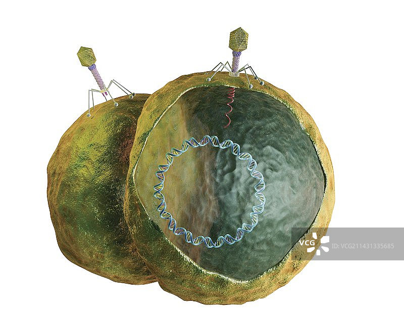 噬菌体感染细菌图片素材