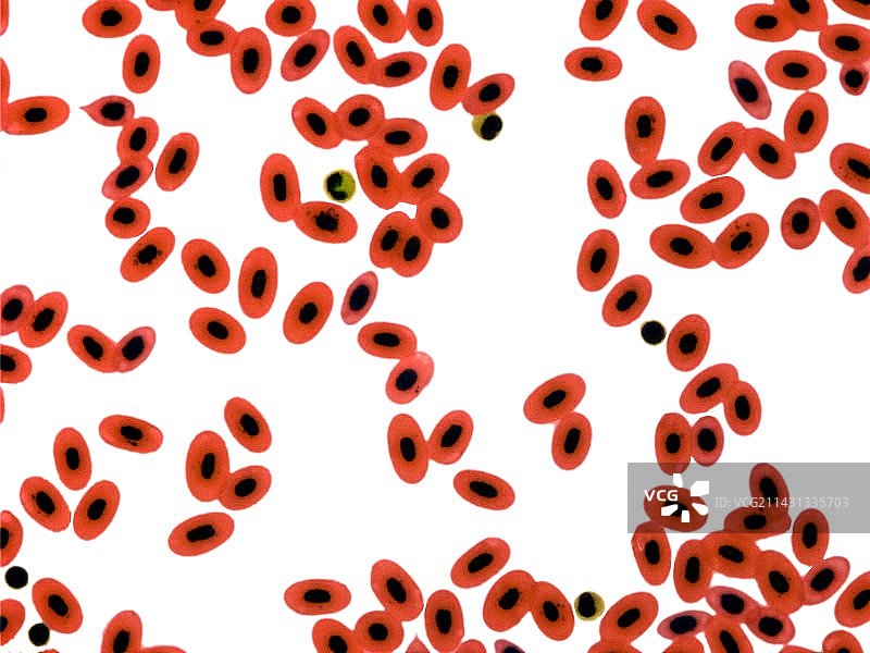 青蛙血细胞显微照片图片素材