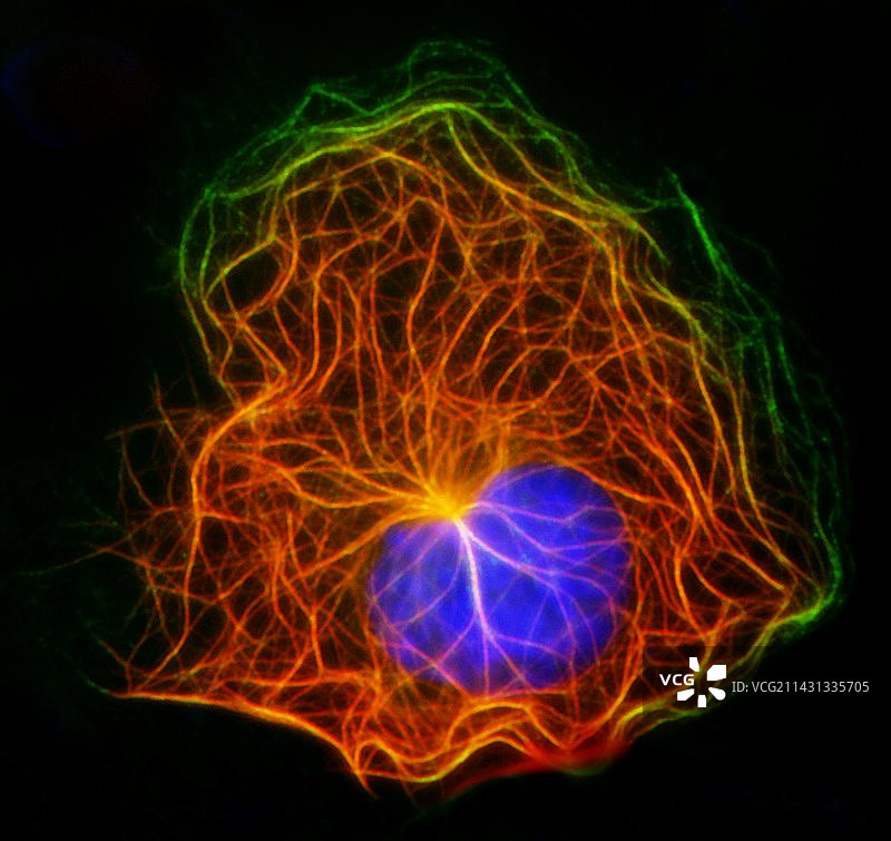 细胞结构荧光显微照片图片素材