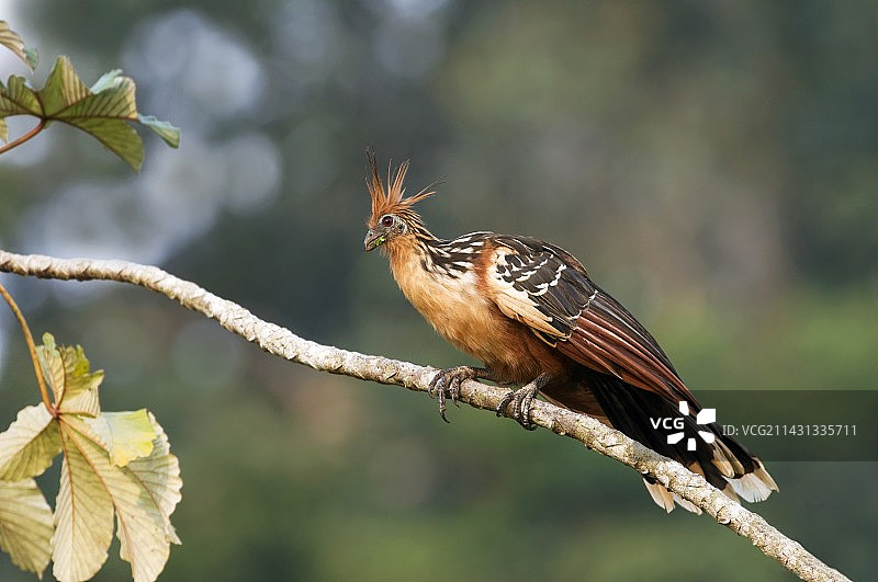 栖息在树上的麝雉图片素材