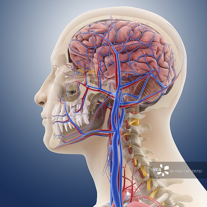 头部和颈部解剖结构图图片素材