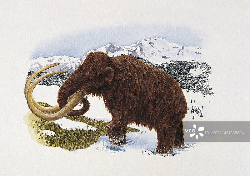 猛犸象插画图片素材