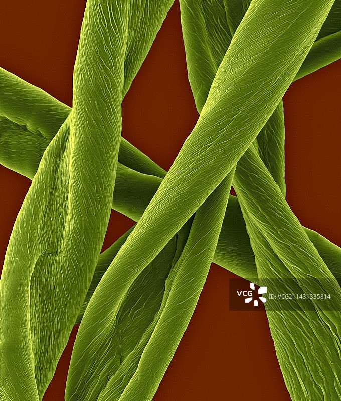 棉纤维扫描电镜图图片素材