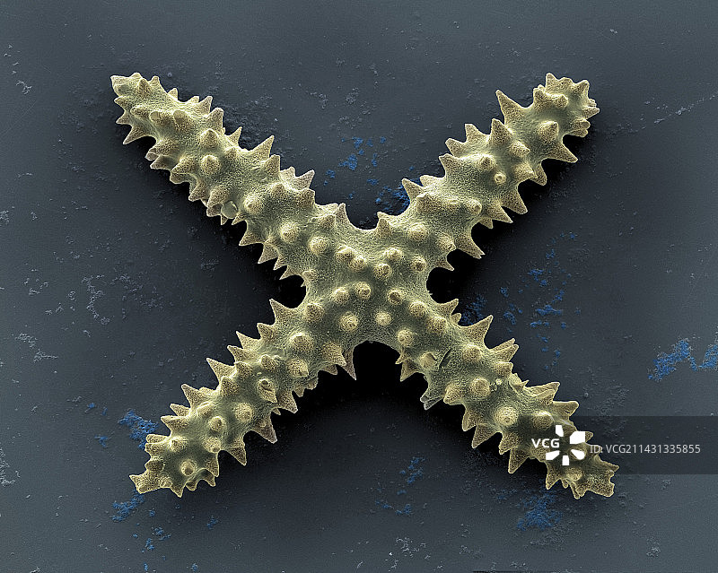 海绵骨针扫描电镜图图片素材