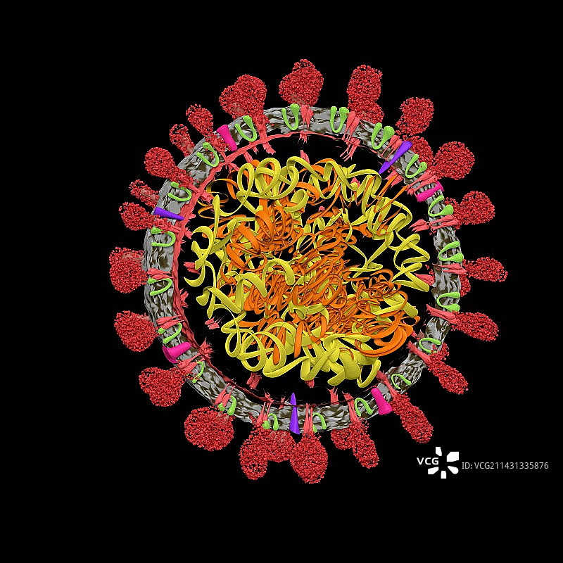 Covid-19冠状病毒插画图片素材