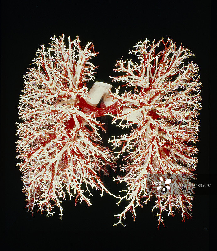 肺气道图片素材