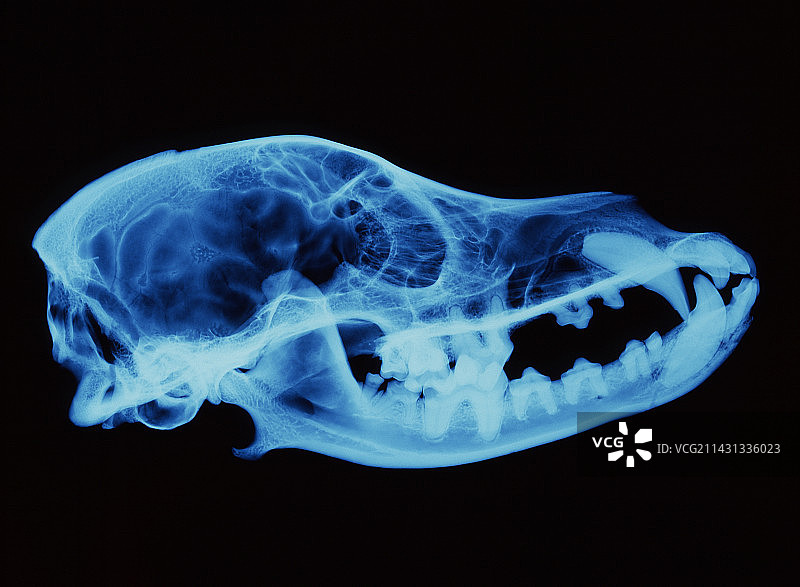 狗头骨X光片图片素材