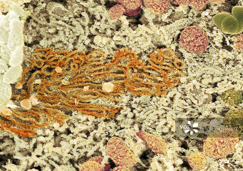 光滑的内质网扫描电镜图图片素材