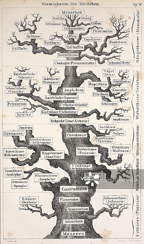 1874 海克尔首次完整“生命之树”图片素材