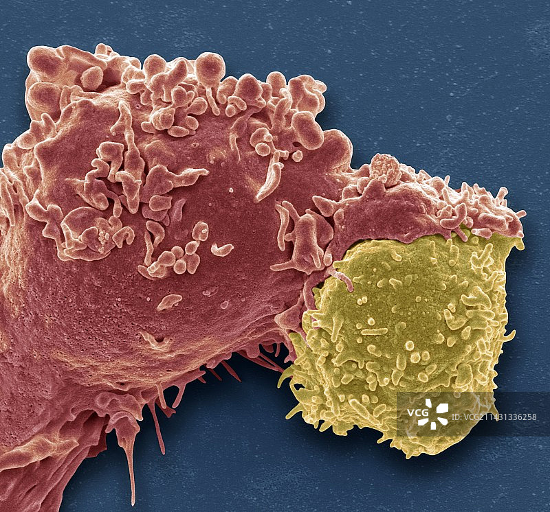 白细胞抗原呈递图片素材