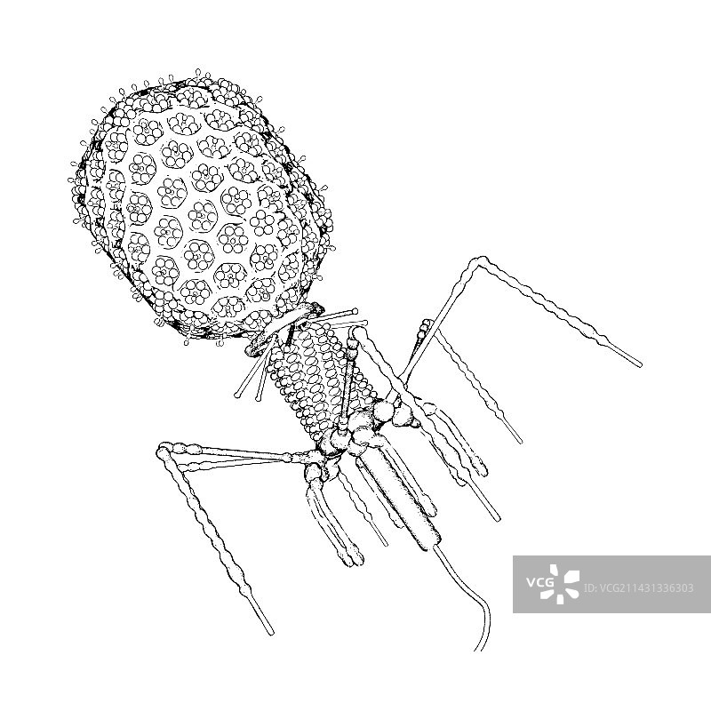 T4噬菌体插图图片素材