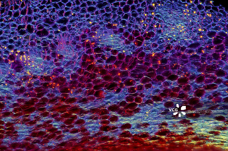 甜菜组织光学显微照片图片素材
