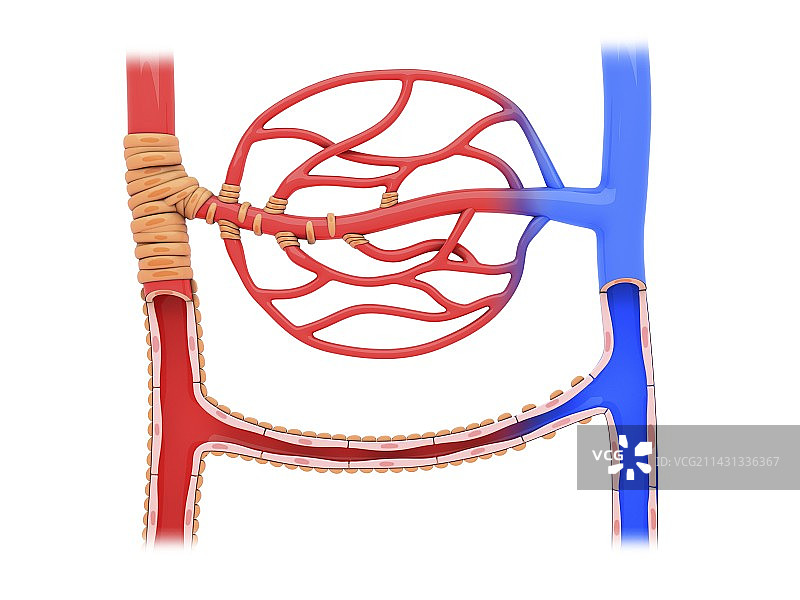毛细血管床和动静脉吻合图片素材