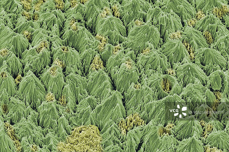 牙釉质棒扫描电镜图片素材