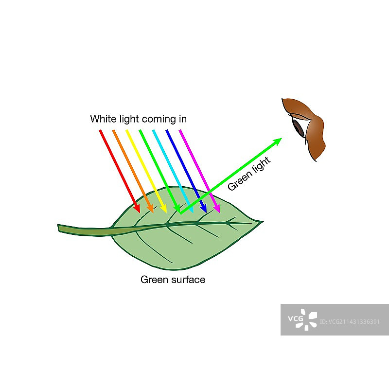 反射绿光的叶子插画图片素材