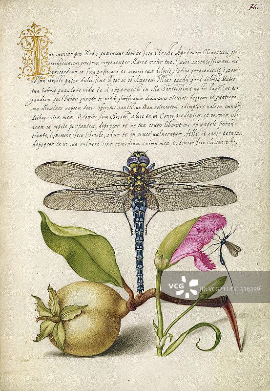 16世纪的泥金装饰手稿图片素材