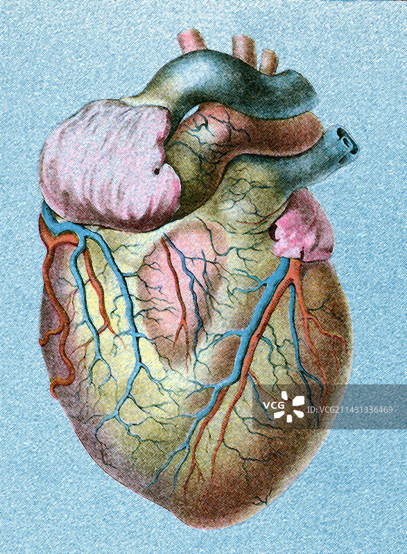 人类的心脏图片素材