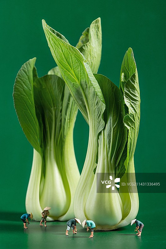 上海青青菜蔬菜的创意微缩景观图片素材