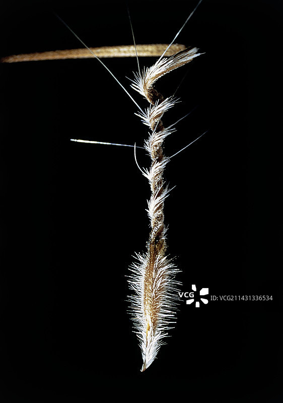 老鹳草的果实图片素材