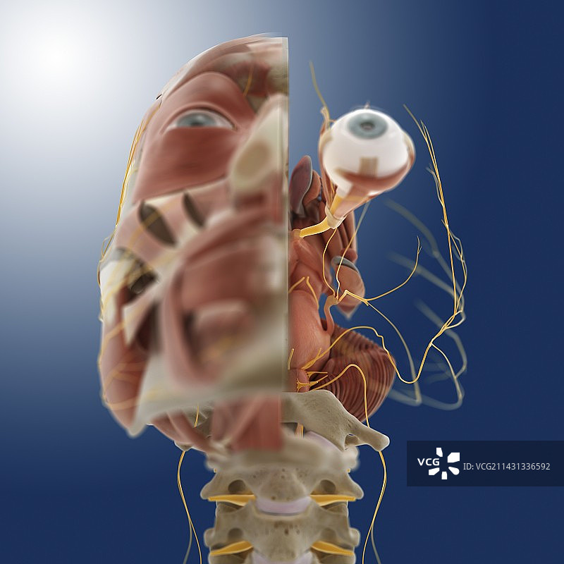 头部解剖，艺术品图片素材