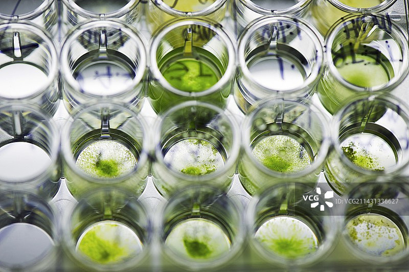 海藻生物燃料研究图片素材