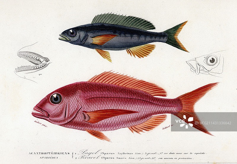 19世纪鲷鱼插画图片素材