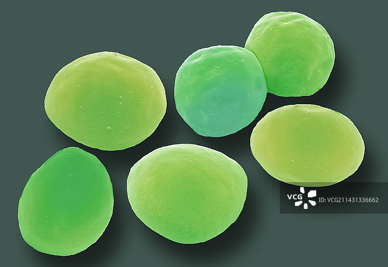 小球藻扫描电镜图图片素材