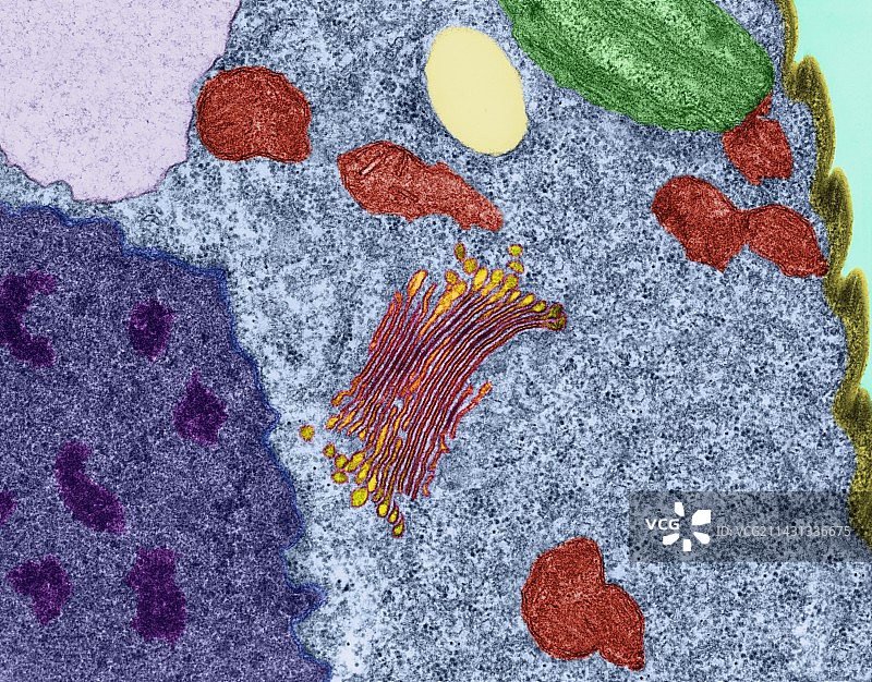 眼虫（透射电子显微镜）图片素材
