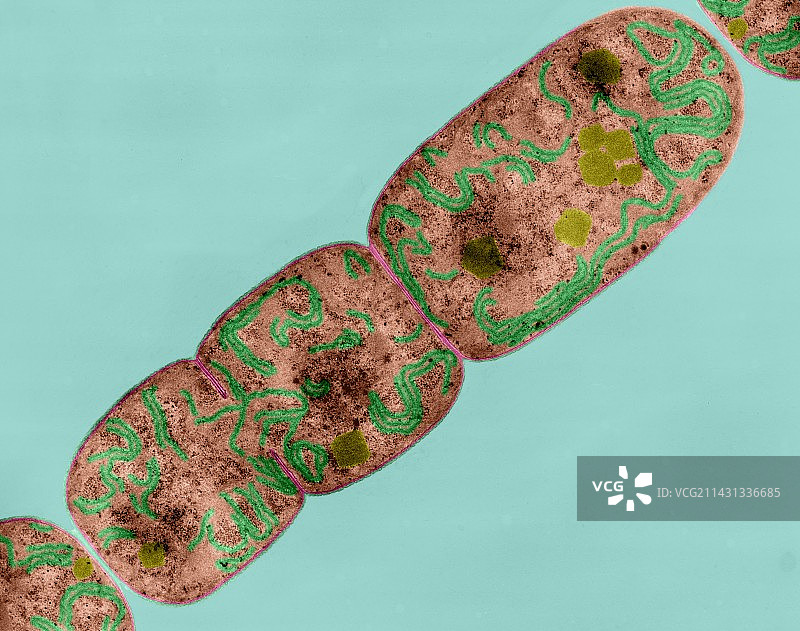 蓝细菌（念珠藻属），TEM图片素材