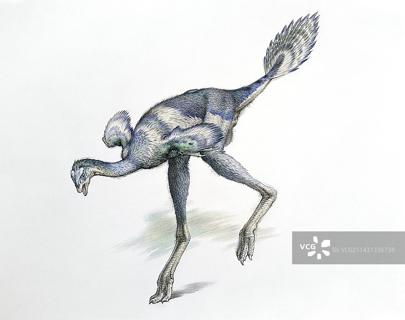 尾羽龙恐龙插图图片素材