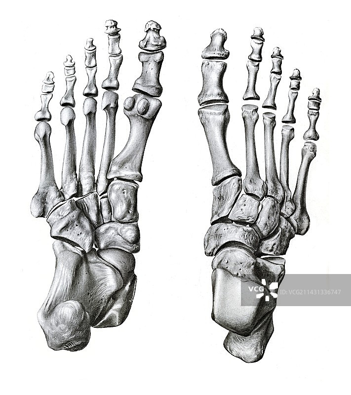 足部骨骼插图图片素材