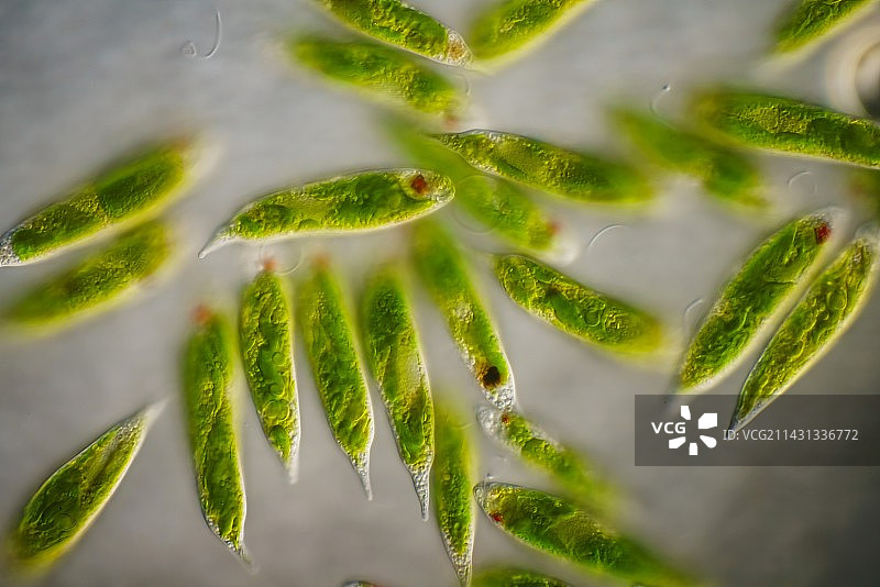 裸藻原生生物显微照片图片素材