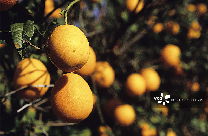 橘子树图片素材