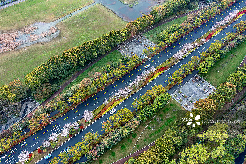 苏州园区现代大道樱花盛开图片素材
