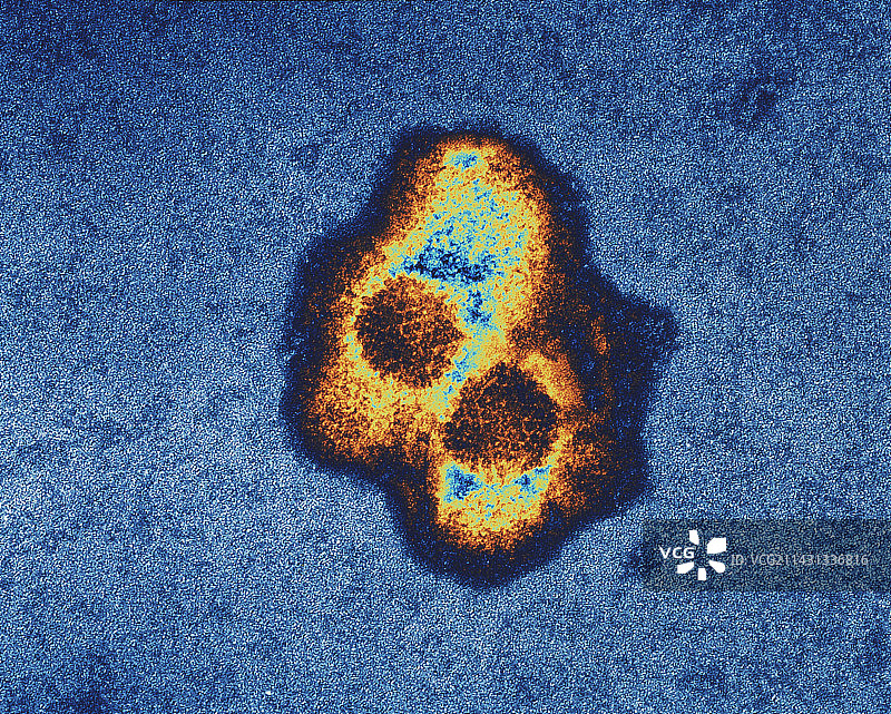 疱疹病毒图片素材