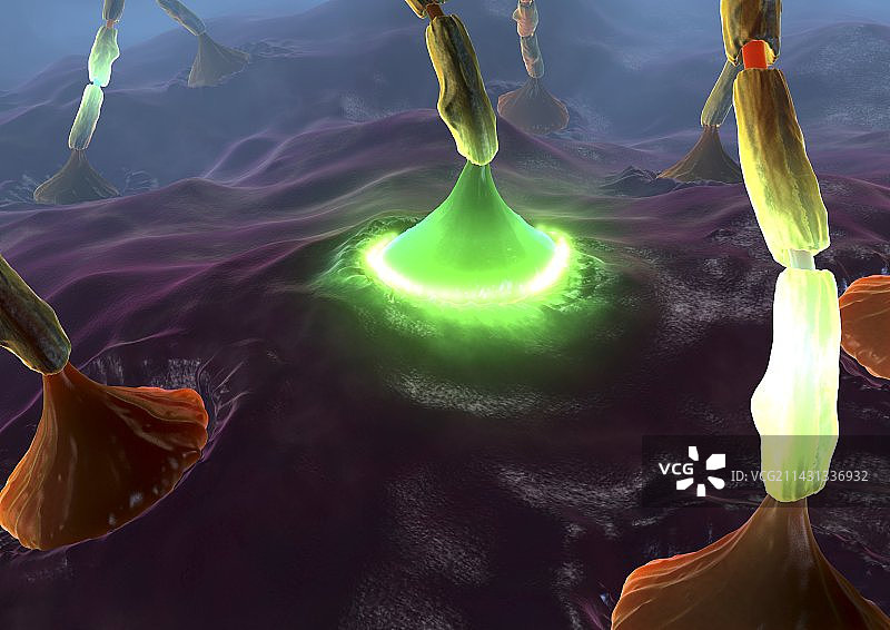 神经肌肉接头艺术图图片素材