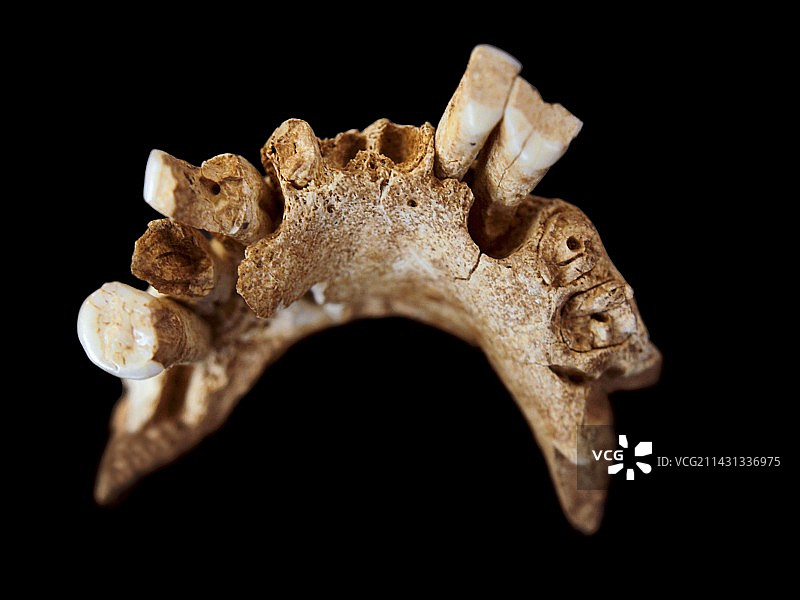 早期人类下颌骨图片素材