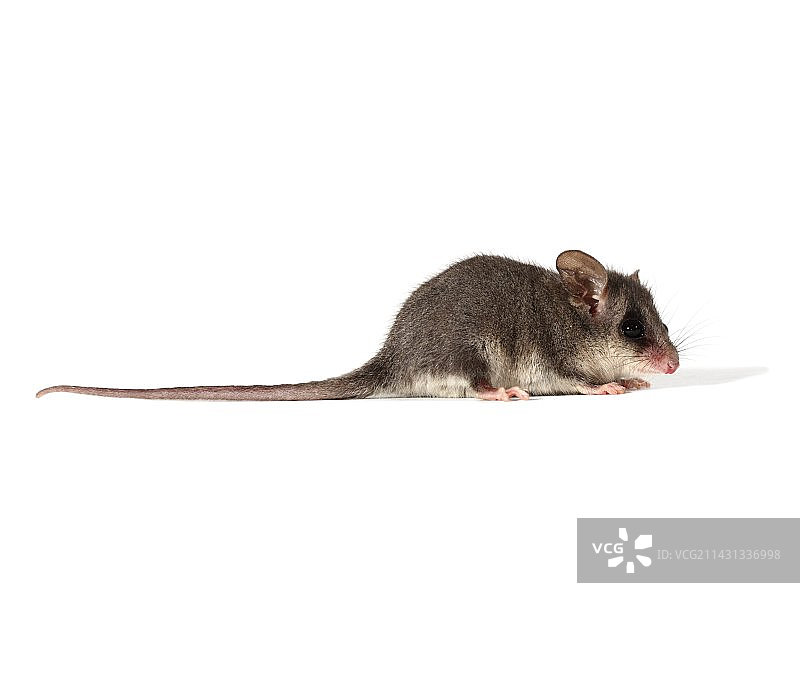 东部侏儒负鼠图片素材