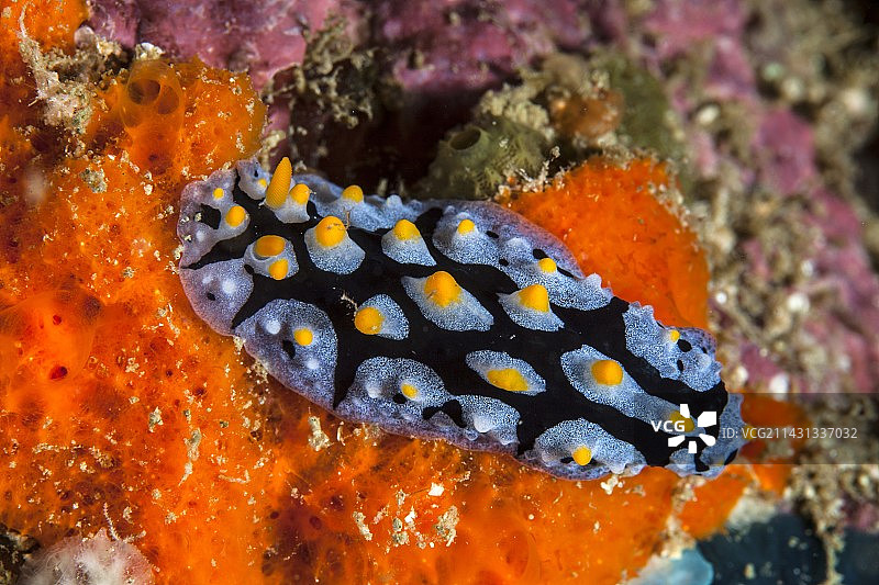 裸鳃亚目动物图片素材