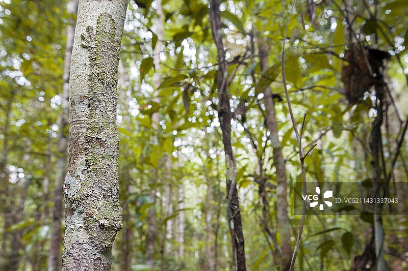 叶尾壁虎图片素材