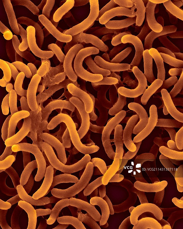 霍乱弧菌（扫描电镜）图片素材